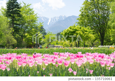 長野縣安曇野市：白雪皚皚的北阿爾卑斯山和春季花卉公園的鬱金香花田 135710061