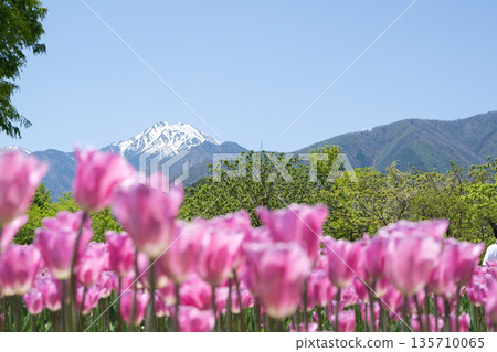 長野縣安曇野市:白雪皚皚的北阿爾卑斯山和春季花卉公園的鬱金香花田 長野縣安曇野市:白雪皚皚的北阿爾卑斯山和春季花卉公園的鬱金香花田 135710065