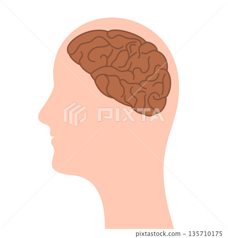 human head with brain human head with brain 135710175
