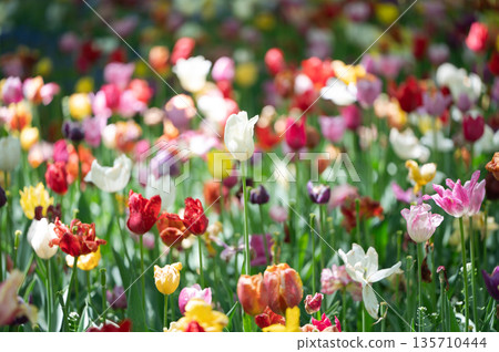 Azumino City, Nagano Prefecture: Bright red tulip fields illuminated by the spring sunshine Azumino City, Nagano Prefecture: Bright red tulip fields illuminated by the spring sunshine 135710444