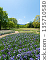 Azumino City, Nagano Prefecture, Alps Azumino National Government Park: Spring flower garden and viola fields overlooking the fresh greenery and Northern Alps 135710580