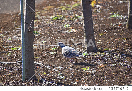 Pheasant butterfly (chick pigeon) Pheasant butterfly (chick pigeon) 135710742