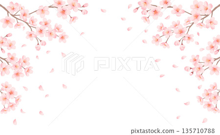 Frame of cherry blossom branches and falling petals Spring background illustration Frame of cherry blossom branches and falling petals Spring background illustration 135710788
