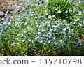 Azumino City, Nagano Prefecture, Alps Azumino National Government Park, a refreshing blue field of nemophila flowers shining in the spring sunshine 135710798