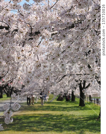 Cherry blossom-lined road along Funakawa River, Asahi Town, Toyama Prefecture (Spring Quartet) 135710816