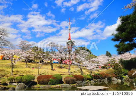 Cherry blossoms in full bloom at Hachimanyama Park and Utsunomiya Tower / Utsunomiya City, Tochigi Prefecture Cherry blossoms in full bloom at Hachimanyama Park and Utsunomiya Tower / Utsunomiya City, Tochigi Prefecture 135710896