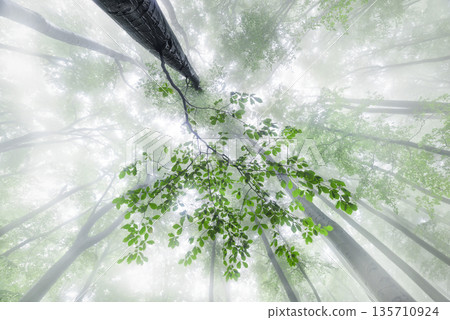 Green Beech Leaves in Misty Forest Canopy 135710924