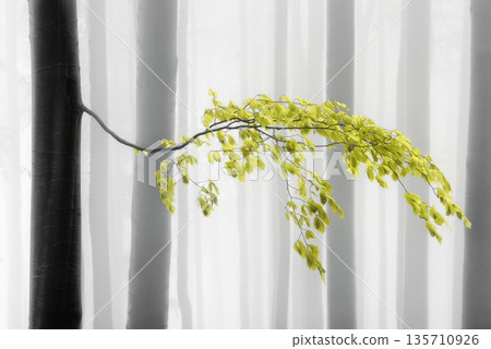 Yellow Beech Leaves in Misty Forest 135710926