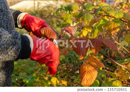 Person pruning autumn leaves with red gloves in garden 135710931