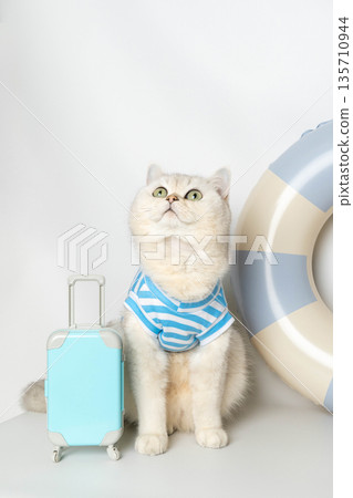 Adorable cat in striped shirt with mini suitcase and lifebuoy background 135710944