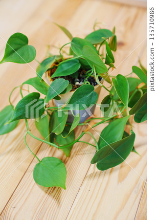 Filodendron scandals in a black pot on a wooden background. houseplant.  135710986