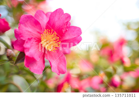 紅色sasanqua花 紅色sasanqua花 135711011