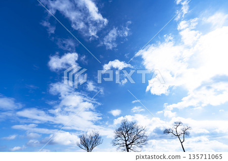 Winter sky, clouds and trees Winter sky, clouds and trees 135711065