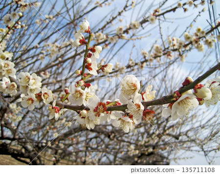 開始開花的白梅花 開始開花的白梅花 135711108