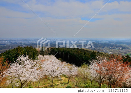從禦天平眺望宇都宮全景,可以看到瀧城遺址,櫻花盛開。 從禦天平眺望宇都宮全景,可以看到瀧城遺址,櫻花盛開。 135711115
