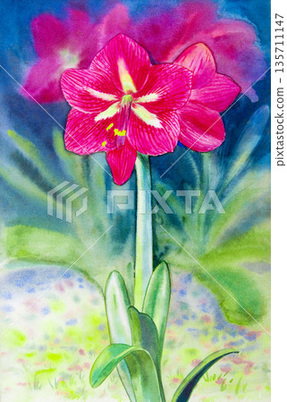Paintings watercolor landscape original on paper colorful of Amaryllis flowers. 135711147