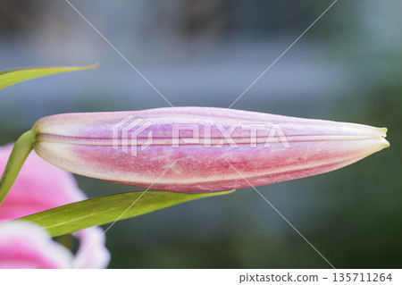 A blooming lily in court. An unopened flower bud. A close-up of the lily inflorescence. Macro photography of flowers. Natural background. 135711264