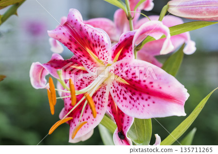 A blooming lily in court. Close-up of the lily inflorescence. Macro photography of flowers. Natural background. 135711265