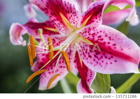 A blooming lily in court. Close-up of the lily inflorescence. Macro photography of flowers. Natural background. A blooming lily in court. Close-up of the lily inflorescence. Macro photography of flowers. Natural background. 135711266