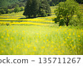 Azumino City, Nagano Prefecture - Spring rapeseed flower fields and fresh green trees - A pristine rural landscape with beautiful bokeh 135711267