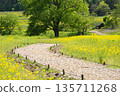 Azumino City, Nagano Prefecture - Spring rapeseed flower fields and fresh green trees - A pristine rural landscape with beautiful bokeh 135711268