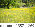 Azumino City, Nagano Prefecture - Spring rapeseed flower fields and fresh green trees - A pristine rural landscape with beautiful bokeh 135711269