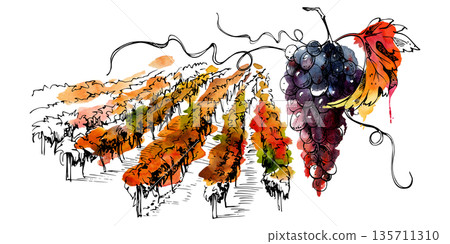 Hand drawn vineyard view of vine rows, autumn foliage, tendrils and ripening grapes. Watercolor and ink illustration isolated for gourmet food branding, wine events, Mediterranean lifestyle identity. 135711310