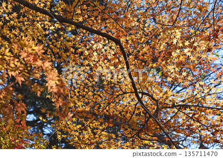 Autumn leaves Autumn leaves 135711470