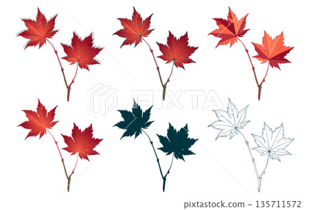 Set of red colored maple autumn leaves brunch isolated on white background. Flat and line styles illustrations. 135711572