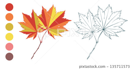 Set of red-yellow colored autumn maple leaves and fall color palette. Flat and line styles illustration 135711573