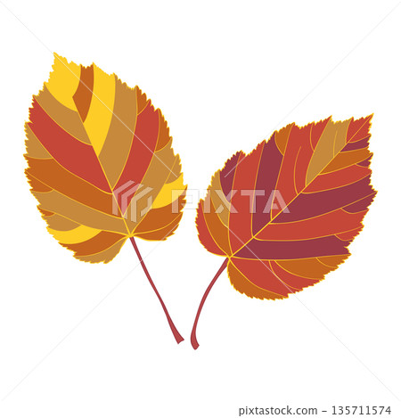 Red-yellow autumn leaves on transparent background. Flat style illustration.  135711574