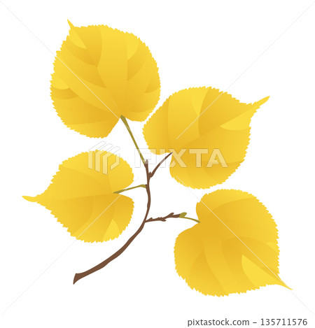 Golden-yellow autumn linden leaves branch on transparent background. Flat style illustration. Golden-yellow autumn linden leaves branch on transparent background. Flat style illustration. 135711576