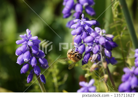 一隻小蜜蜂從藍紫色穆斯卡里花中吸取花蜜 135711627