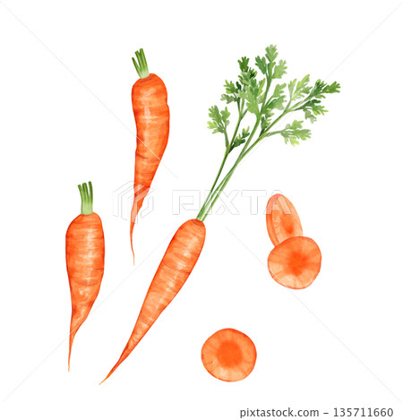 Hand drawn orange carrot set with green tops and copy space Hand drawn orange carrot set with green tops and copy space 135711660