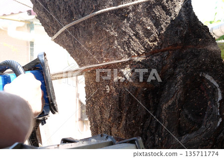 Chainsaw in action for cutting wood. worker cuts a tree trunk into logs with a saw. Close-up of a saw in motion, sawdust flying to the sides. Woodworking, wood cutting tools, wood 135711774
