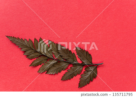 Leaves on a red background Leaves on a red background 135711795