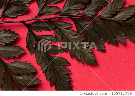 紅色背景上的葉子 紅色背景上的葉子 135711799