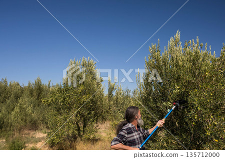 Senior man harvesting olives using long-handled comb tool in sunlit olive grove, copy space 135712000