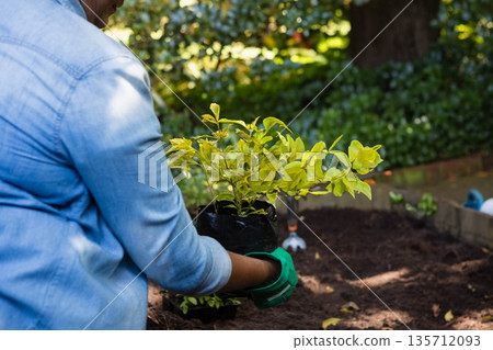 Senior woman in denim shirt, gloves placing shrub into backyard brick bed with trowel, copy space Senior woman in denim shirt, gloves placing shrub into backyard brick bed with trowel, copy space 135712093