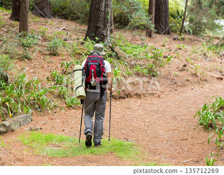 Male hiker walking along winding pine forest trail wearing bucket hat with backpack, pad and poles 135712269