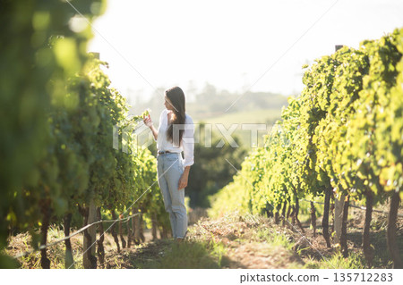 Woman wearing white blouse and blue jeans examining grape cluster in vineyard aisle, copy space Woman wearing white blouse and blue jeans examining grape cluster in vineyard aisle, copy space 135712283
