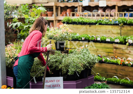 Female gardener in green apron trimming shrubs with tool at nursery display, copy space Female gardener in green apron trimming shrubs with tool at nursery display, copy space 135712314