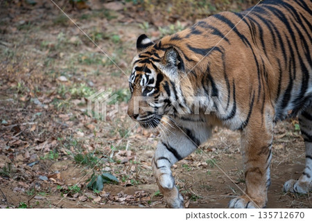 行走的老虎 蘇門答臘虎 135712670