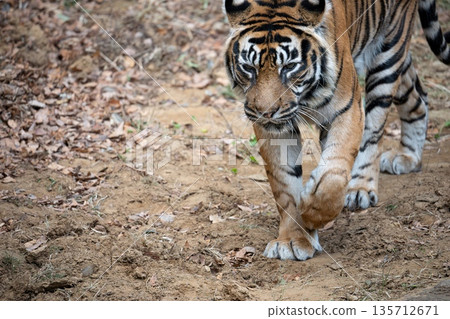 Walking tiger Sumatran tiger Walking tiger Sumatran tiger 135712671