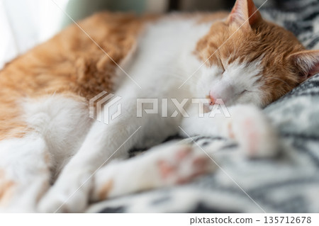 Sleeping cat brown tiger white 135712678