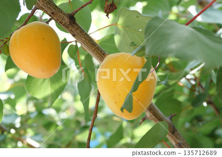 ripe apricot ripens on a branch on a sunny day 135712689