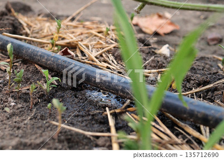 drip watering of the plant. Water drips onto the drip irrigation system used on the farm and saves water drop by drop drip watering of the plant. Water drips onto the drip irrigation system used on the farm and saves water drop by drop 135712690