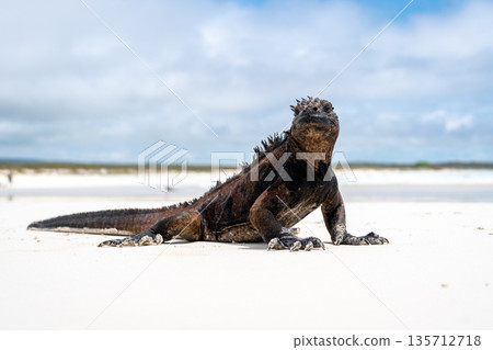 Marine iguana basking on Tortuga Bay beach, Galapagos, Ecuador 135712718