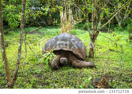 Galapagos giant tortoise walking on the grass of Santa Cruz island, Ecuador 135712719
