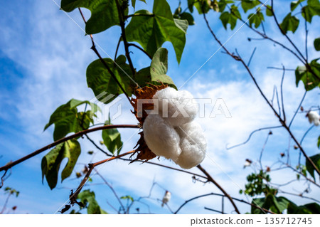 Cotton Plant Growing Under the Clear Sky in Peru 135712745